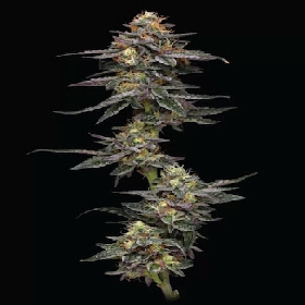 Vanilla Frosting > Humboldt Seeds Company